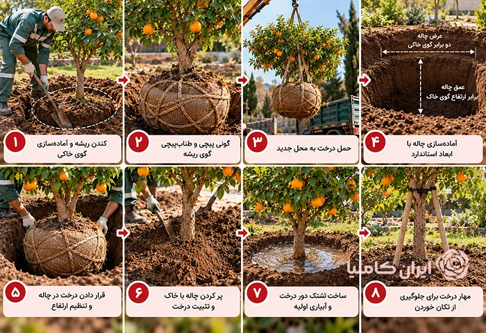 جابجایی درخت پرتقال